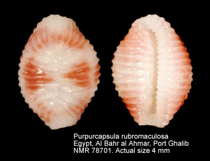 Purpurcapsula rubromaculosa.jpg - Purpurcapsula rubromaculosa (Fehse & Grego,2002)